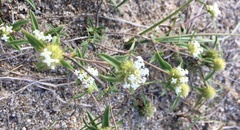 Mitracarpus megapotamicus