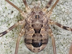 Leiobunum ventricosum