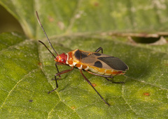 Dysdercus mimus