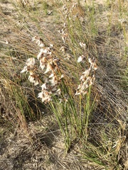 Androtrichum trigynum