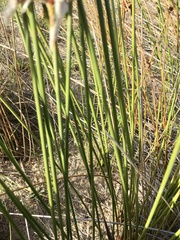 Androtrichum trigynum