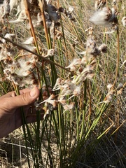 Androtrichum trigynum