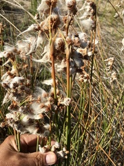 Androtrichum trigynum