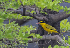 Oriolus chinensis diffusus