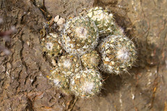 Coryphantha durangensis