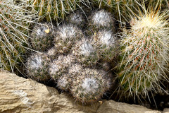 Coryphantha durangensis