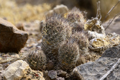 Coryphantha durangensis