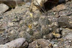 Coryphantha durangensis