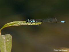 Cyanallagma bonariense