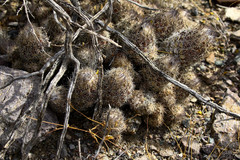 Coryphantha durangensis