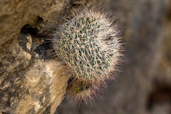 Mammillaria zeyeriana