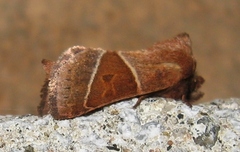 Lemmeria digitalis