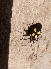 Sephina formosa