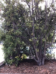 Pittosporum eugenioides