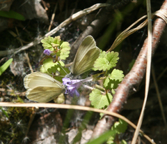 Leptidea juvernica