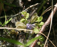 Leptidea juvernica