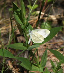 Leptidea juvernica