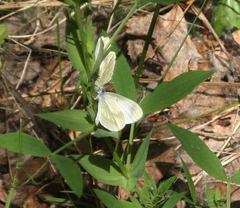 Leptidea juvernica