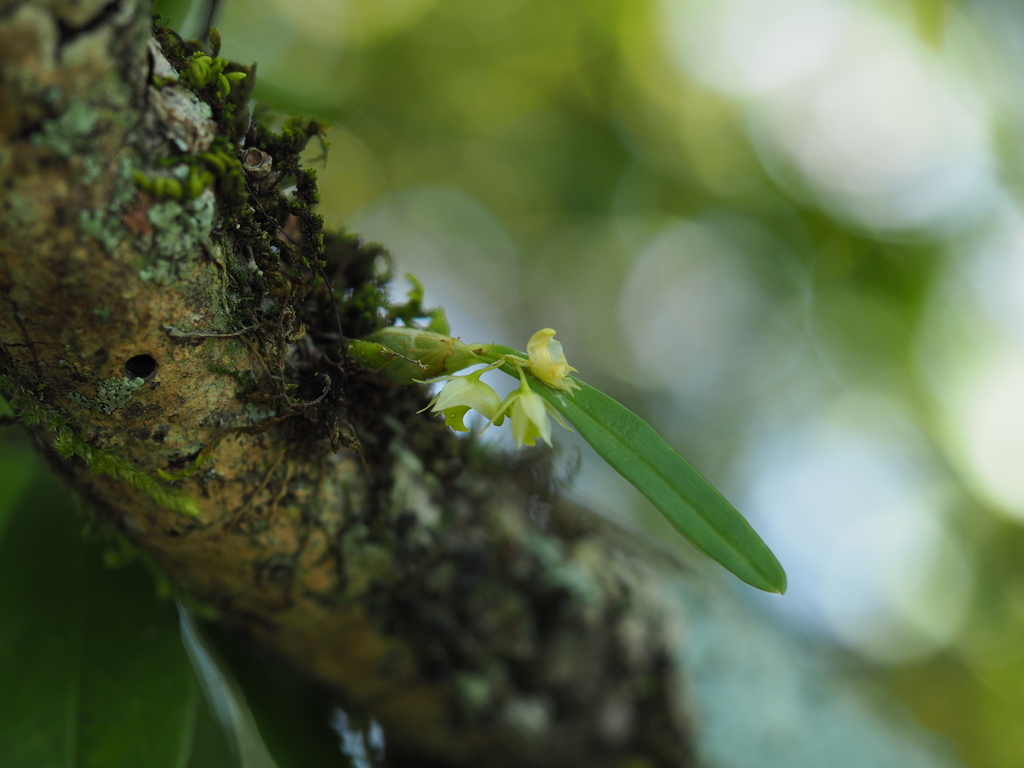 Dendrobium sinominutiflorum