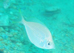 Parequula melbournensis