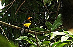 Icterus auricapillus