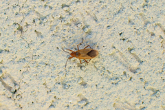 Dysdercus ruficollis