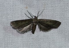 Glaucina erroraria