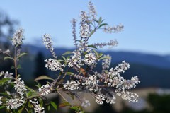 Aloysia citrodora