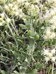 Baccharis linearifolia