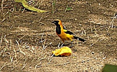 Icterus auricapillus