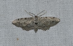 Pimaphera sparsaria