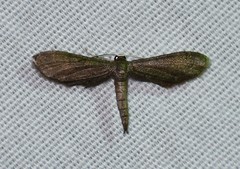 Protoproutia laredoata