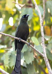 Crypsirina temia