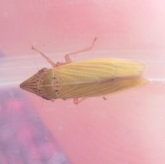 Draeculacephala savannahae