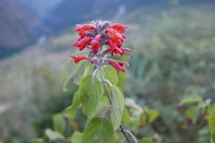 Colquhounia coccinea