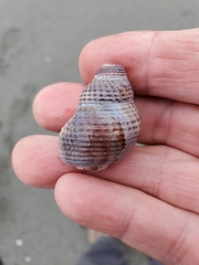 Nassarius fossatus