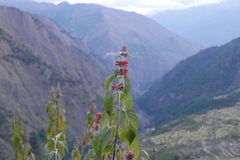Colquhounia coccinea