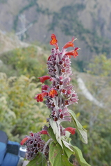 Colquhounia coccinea