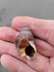 Nassarius fossatus