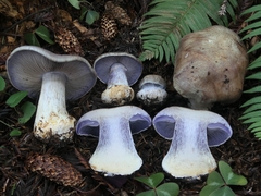 Cortinarius glaucocephalus