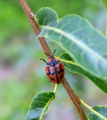 Botanochara planipennis