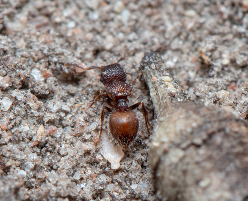 Meranoplus puryiMeranoplus puryi