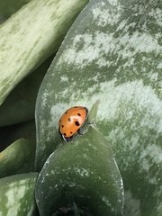 Hippodamia convergens