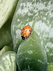 Hippodamia convergens