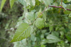 Rubus macilentus