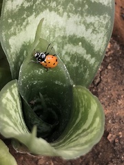 Hippodamia convergens