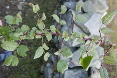 Rubus macilentus