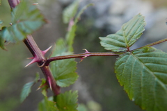 Rubus macilentus