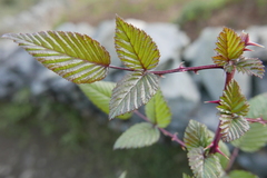 Rubus macilentus