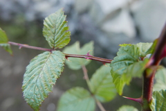 Rubus macilentus